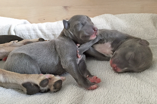 die
                      wunderschnen blauen Puppies :-)