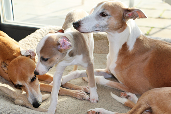 Dotty mit Ruby & Carla