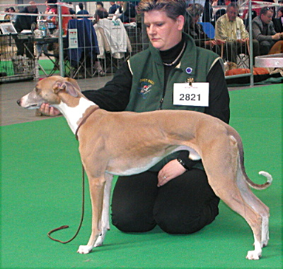 CACIB Erfurt 2005 - Windyglen's Pilgrim