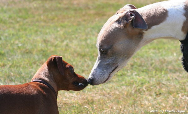 Yankee & der Minpin beim KK-Rennen 2006 in
              Mnster